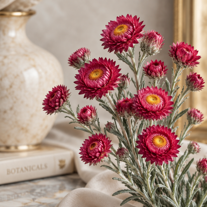 Red Helichrysum CO2 Total Extract | Helichrysum Sanguineum