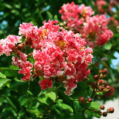 Botanica Gaia 100% Organic and Pure  Red Myrtle Essential Oil | Lagerstroemia indica | Lymphatic and relaxing |