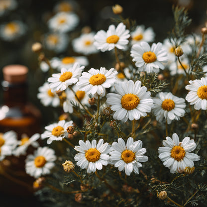 Botanica Gaia Hydrosol Toner Roman Chamomile | Artisan Distilled | Chamaemelum nobile