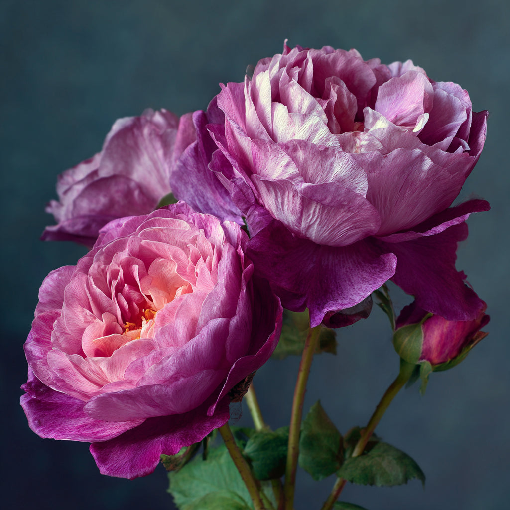 Bulgarian Rose Centifolia Wax | Rose x Centifolia