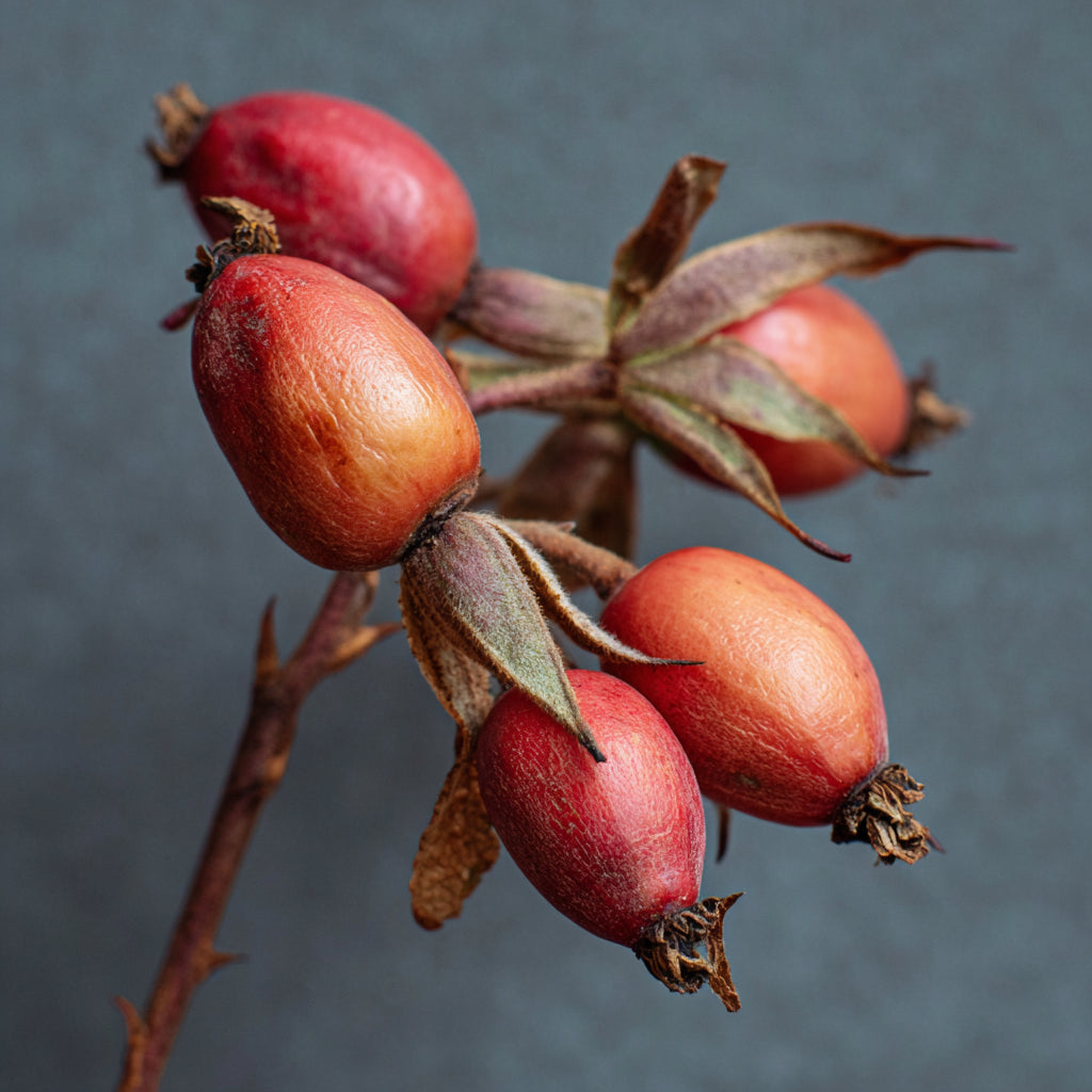 Botanica Gaia Hydrosol Toner Rosehip | Artisan Distilled | Rosa Canina