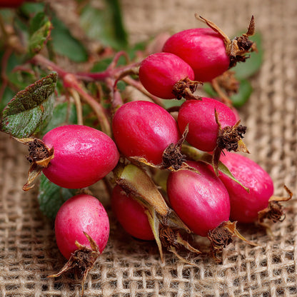 Botanica Gaia Hydrosol Toner Rosehip | Artisan Distilled | Rosa Canina