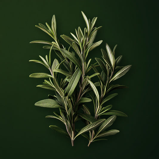 Organic Spanish Rosemary CO₂ Extract (Rosmarinus officinalis)