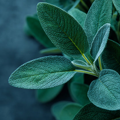 Sage CO₂ Wax | Salvia officinalis | Herbal, earthy aroma with purifying, antioxidant, and balancing benefits for skincare and natural perfumery.