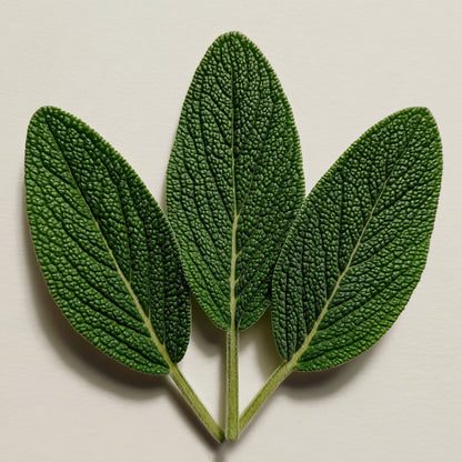 Sage CO₂ Wax | Salvia officinalis | Herbal, earthy aroma with purifying, antioxidant, and balancing benefits for skincare and natural perfumery.