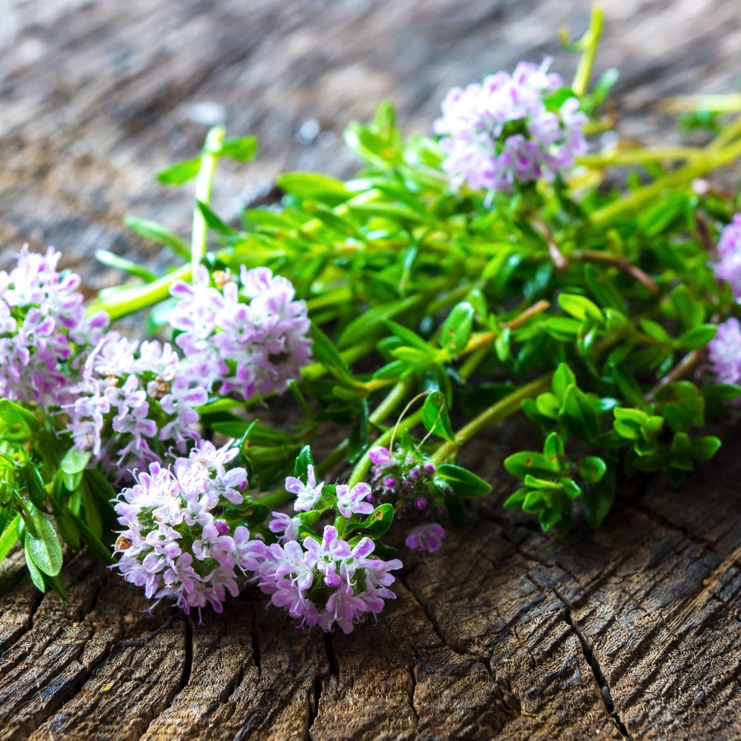 Botanica Gaia Bio Bulgarian Summer Savory Essential Oil | Satureja Hortensis | Ideal for aromatherapy, skincare, and natural perfumery, this oil represents the very essence of vitality, warmth, and botanical integrity.