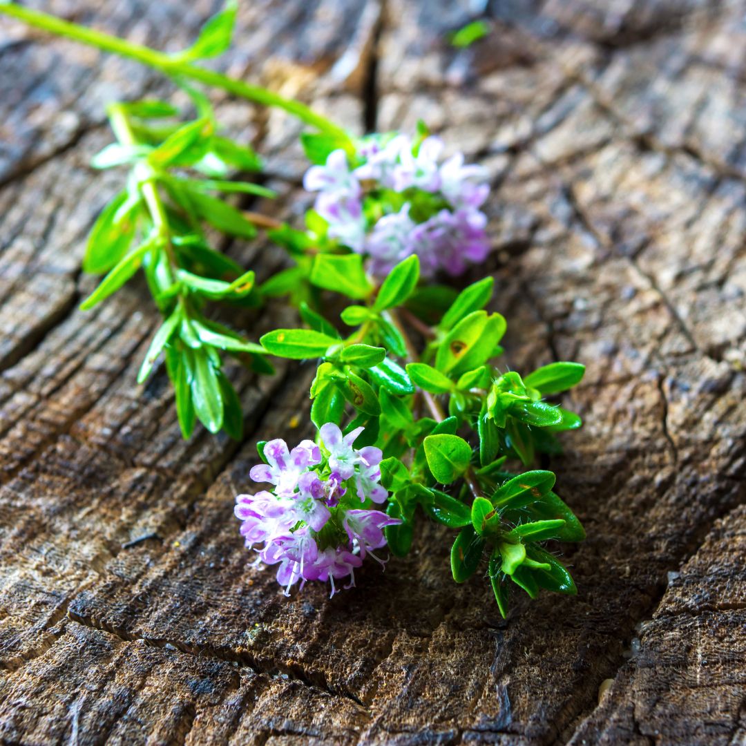 Botanica Gaia Bio Bulgarian Summer Savory Essential Oil | Satureja Hortensis | Ideal for aromatherapy, skincare, and natural perfumery, this oil represents the very essence of vitality, warmth, and botanical integrity.