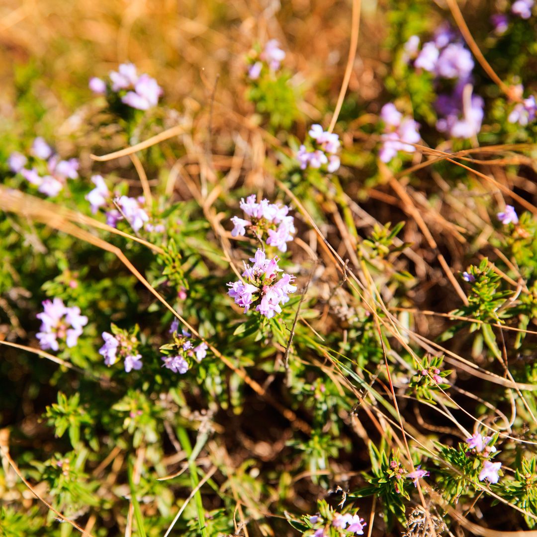 Botanica Gaia Bio Bulgarian Summer Savory Essential Oil | Satureja Hortensis | Ideal for aromatherapy, skincare, and natural perfumery, this oil represents the very essence of vitality, warmth, and botanical integrity.