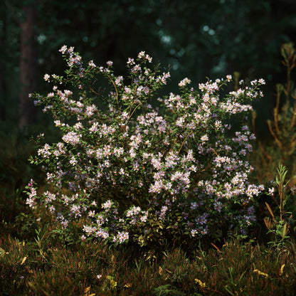 Botanica Gaia Bio Bulgarian Summer Savory Essential Oil | Satureja Hortensis | Ideal for aromatherapy, skincare, and natural perfumery, this oil represents the very essence of vitality, warmth, and botanical integrity.