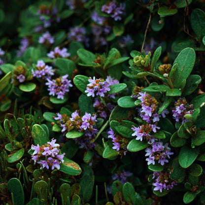 Botanica Gaia Bio Bulgarian Summer Savory Essential Oil | Satureja Hortensis | Ideal for aromatherapy, skincare, and natural perfumery, this oil represents the very essence of vitality, warmth, and botanical integrity.