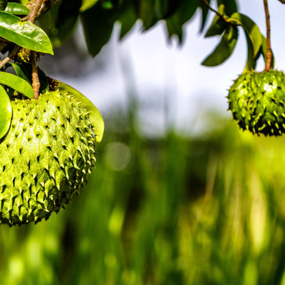 Botanica Gaia Bio Soursop Seed CO2 Carrier Oil | Annona Muricata | For Skincare and Haircare