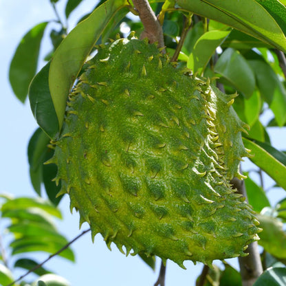 Botanica Gaia Bio Soursop Seed CO2 Carrier Oil | Annona Muricata | For Skincare and Haircare