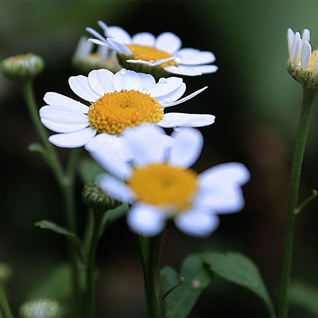 Botanica Gaia Wildcrafted Spanish Chamomile Essential Oil | Premium Quality | Chamomila Nobile | For Aromatherapy, Skin Care and Perfume