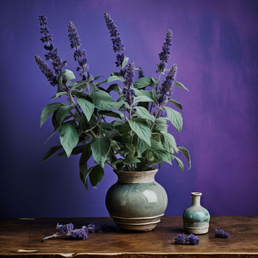Botanica Gaia 100% Organic and Pure Spanish Sage Essential Oil Salvia Lavandulifolia – product image 2