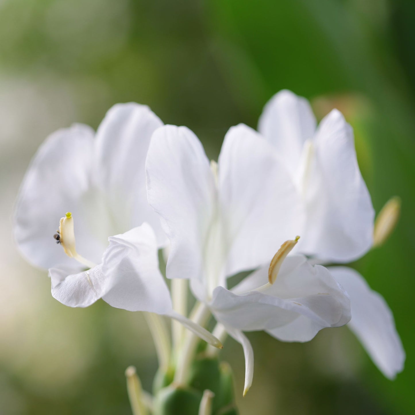 Botanica Gaia 100% Organic and Pure Spiked Ginger Lily Essential Oil | Hedychium Spicatum