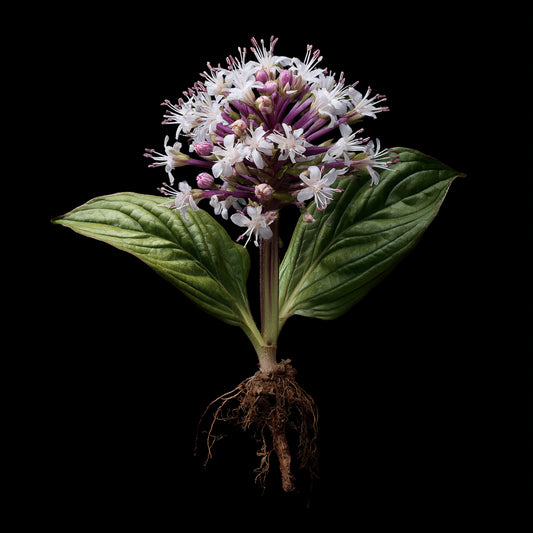 Bio Spikenard Essential Oil – product image 2