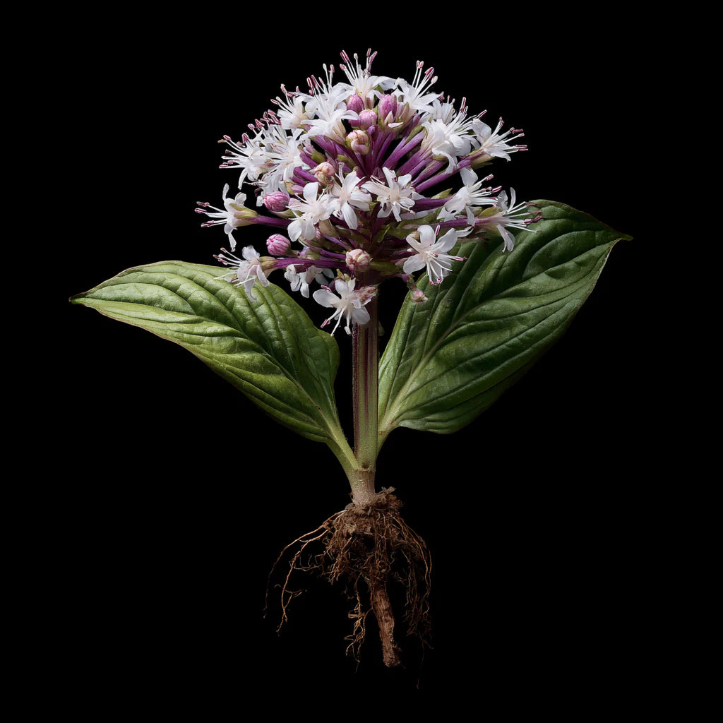 Bio Spikenard Essential Oil (Nardostachys jatamansi)