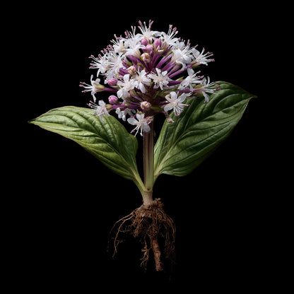 Bio Spikenard Essential Oil (Nardostachys jatamansi)