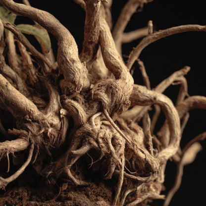 Botanica Gaia Bio Spikenard Essential Oil |  Nardostachys Jatamansi | For Aromatherapy c