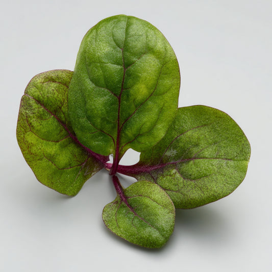 Spinach Wax | Spinacia Oleracea | Rich, green, and deeply nourishing. Its chlorophyll-rich aroma, silky texture, and antioxidant potency make it a versatile ingredient for luxury skincare, natural perfumery, and holistic wellness