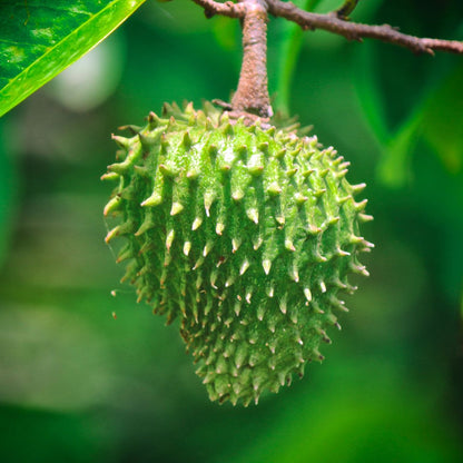 Botanica Gaia Bio Soursop Seed CO2 Carrier Oil | Annona Muricata | For Skincare and Haircare