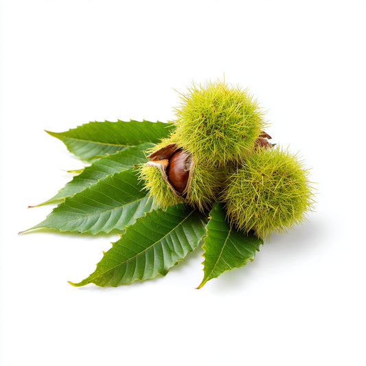 Botanica Gaia Sweet Chestnut CO₂ Absolute | Supercritical CO2 Extraction | Castanea sativa | For Perfume, Skincare and Aromatherapy