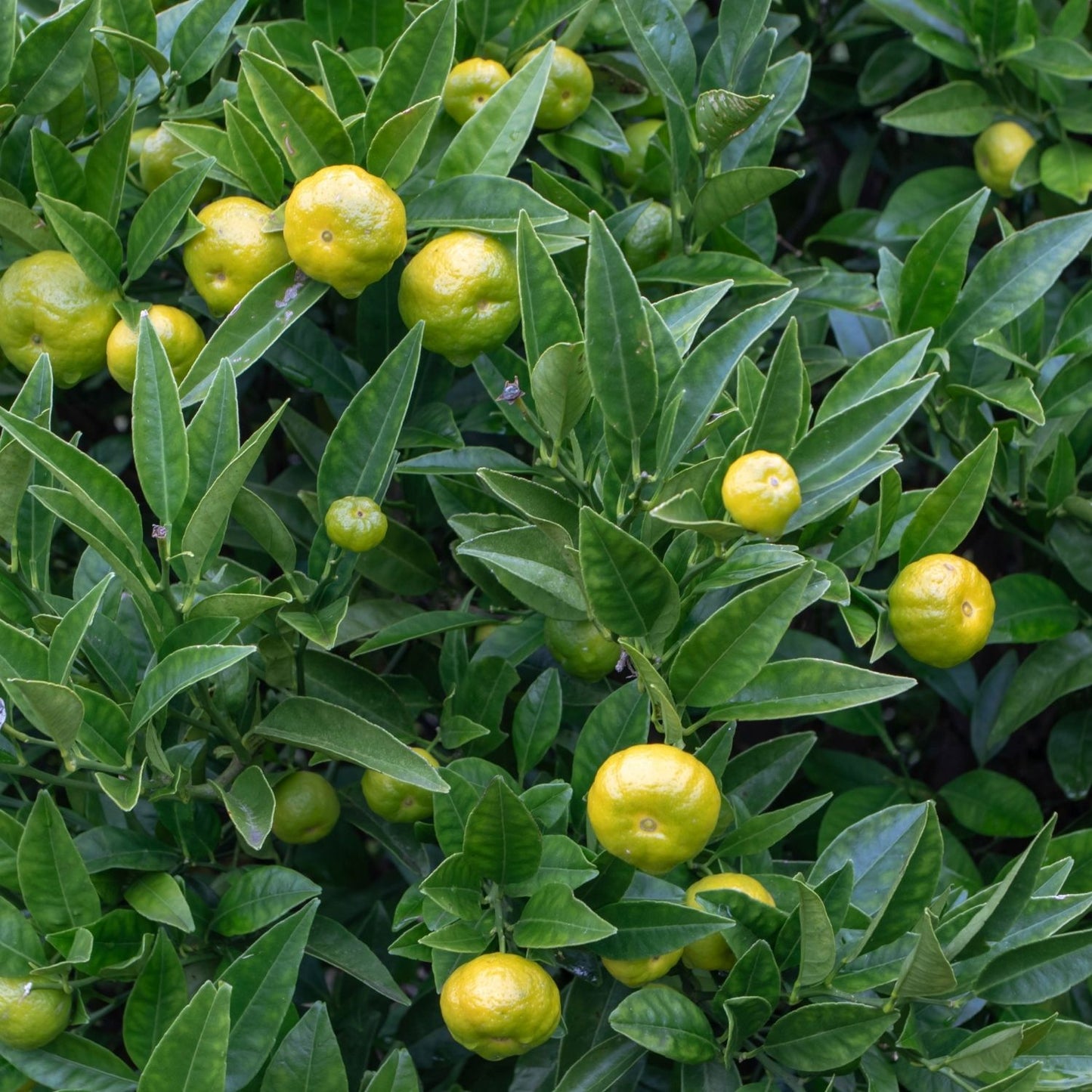 Botanica Gaia Bio Sweet Lime Essential Oil | Citrus Limetta Risso | For Aromatherapy, Skincare and Perfume