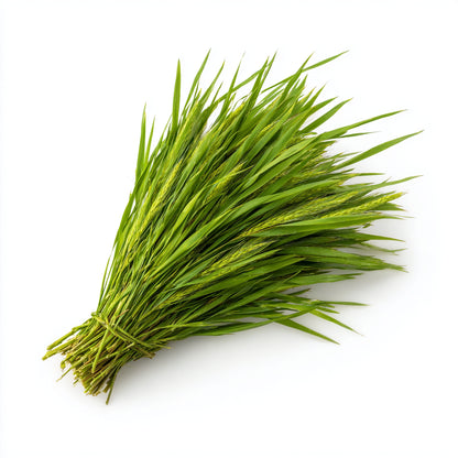 Sweetgrass Wax CO₂ Extract (Hierochloe odorata)