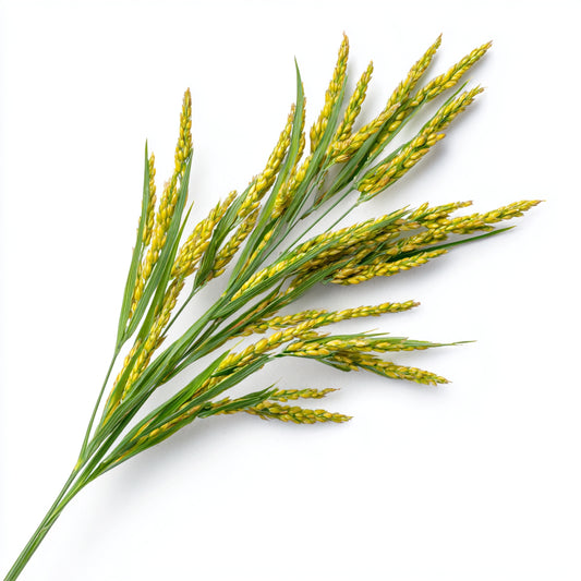 Sweetgrass Wax CO₂ Extract (Hierochloe odorata) – product image 2