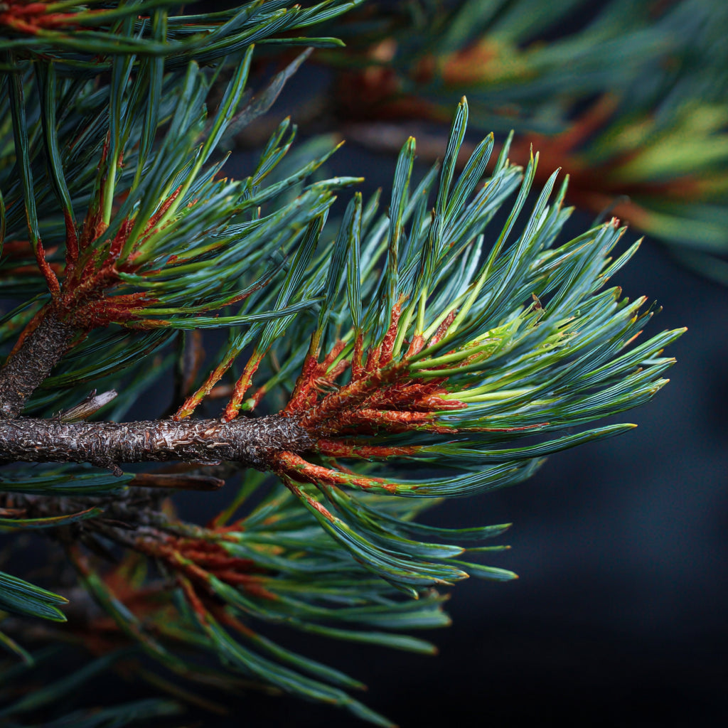 Botanica Gaia Bio Swiss Pine Essential Oil | Pinus Cembra | For Aromatherapy, Skincare and Perfume