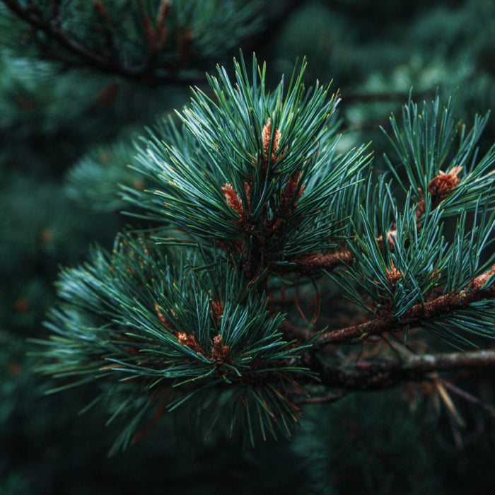 Botanica Gaia Bio Swiss Pine Essential Oil | Pinus Cembra | For Aromatherapy, Skincare and Perfume