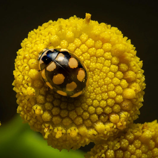 Meadowfoam Seed Oil Infused with Boswellia serrata Resin & Blue Tansy — Sacred Calming Elixir for Skin & Spirit