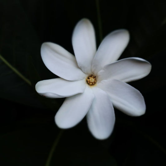 Tiare Enfleurage Oil – product image 2