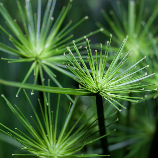 Botanica Gaia 100% Bio Tigernut Seed Oil | Cyperus esculentus | Carrier Oil for Skincare and Haircare