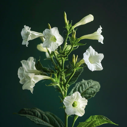 Organic Tobacco Flower CO2 Absolute Oil | Nicotiana Tabacum |