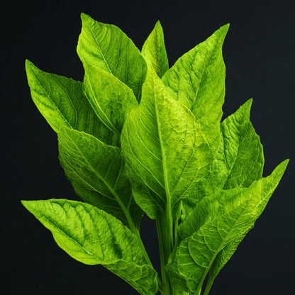 Bio Tobacco Leaf Absolute | Nicotiana Tabacum | Deep, Warm, and Luxurious Essence of Natural Sophistication