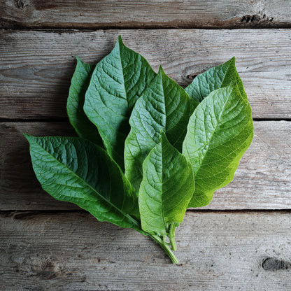 Bio Tobacco Leaf Absolute | Nicotiana Tabacum | Deep, Warm, and Luxurious Essence of Natural Sophistication
