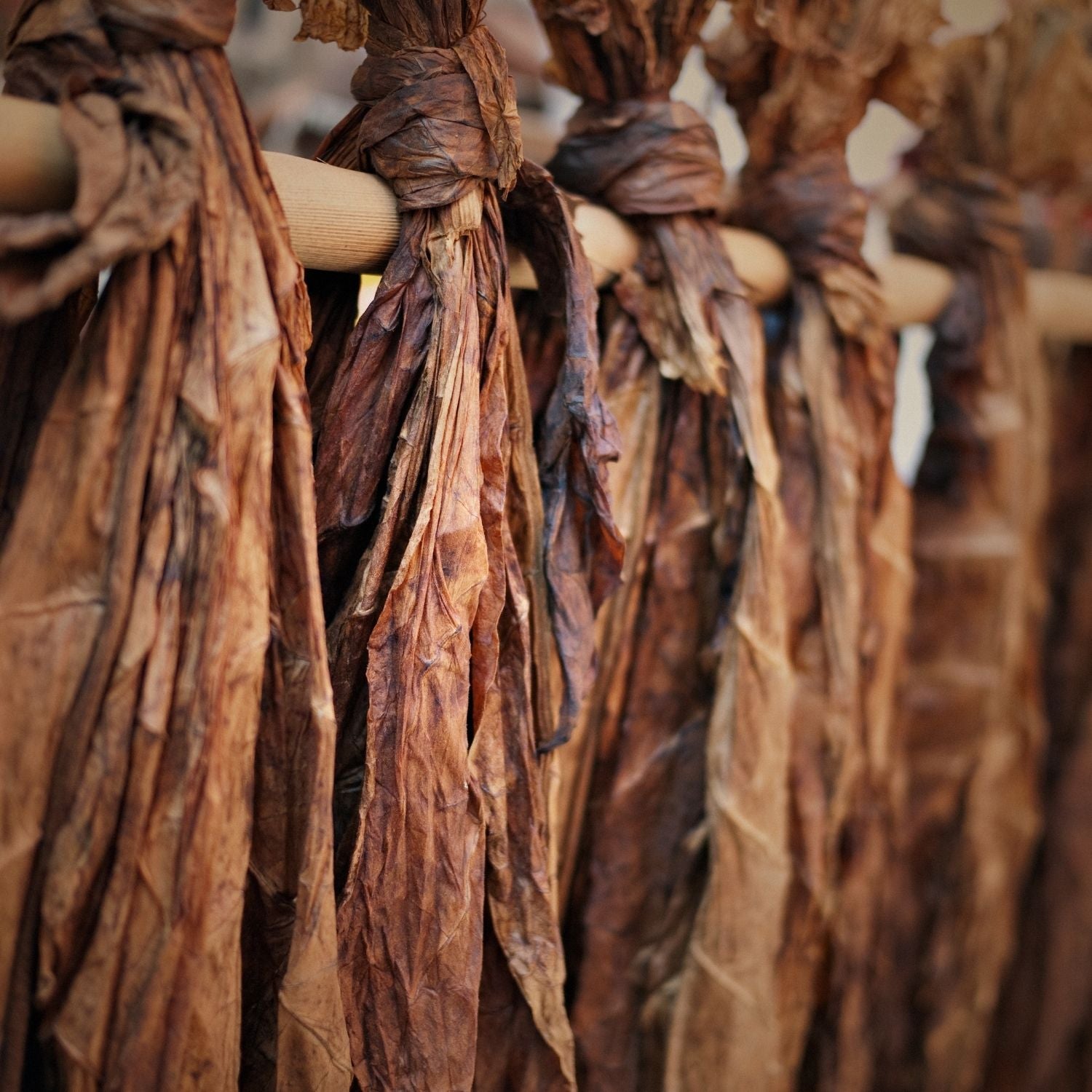 cured tobacco Tobacco Leaf Harvesting, Curing, and Fermenting cured tobacco Tobacco Leaf Harvesting, Curing, and Fermenting