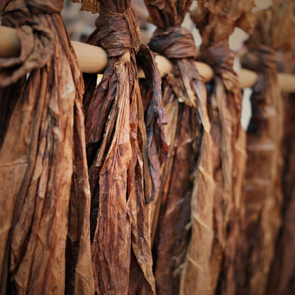Bio Tobacco Leaf Absolute | Nicotiana Tabacum | Deep, Warm, and Luxurious Essence of Natural Sophistication