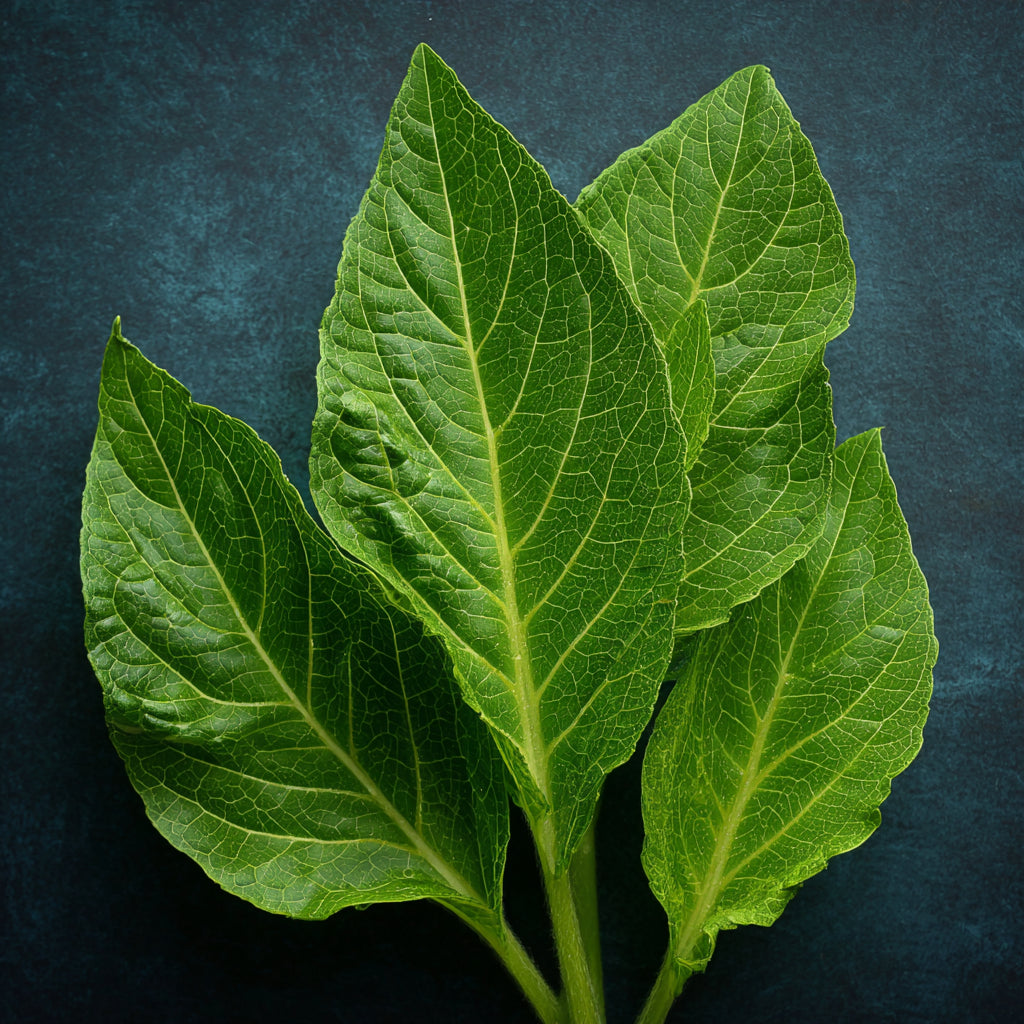 Bio Tobacco Leaf Absolute | Nicotiana Tabacum | Deep, Warm, and Luxurious Essence of Natural Sophistication