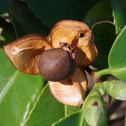 Botanica Gaia Bio Tsubaki Carrier Oil | Camellia japonica | For Skincare and Haircare