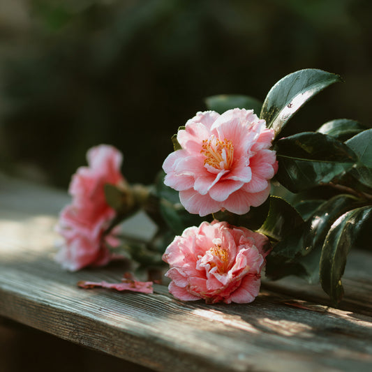 Botanica Gaia Bio Tsubaki Carrier Oil | Camellia japonica | For Skincare and Haircare