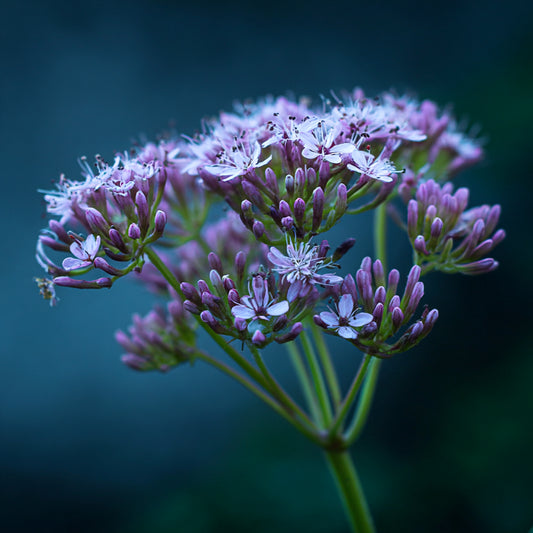Botanica Gaia 100% Bio Valerian Root Essential Oil | Valeriana Officinalis | For Aromatherapy