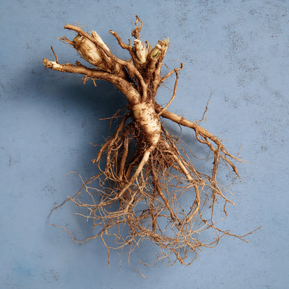 Botanica Gaia 100% Bio Valerian Root Essential Oil | Valeriana Officinalis | For Aromatherapy