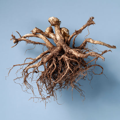 Botanica Gaia 100% Organic and Pure Valerian Root CO2 Essential Oil | Valeriana Officinalis