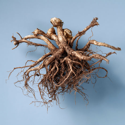 Botanica Gaia 100% Organic and Pure Valerian Root CO2 Essential Oil | Valeriana Officinalis