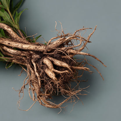 Botanica Gaia 100% Organic and Pure Valerian Root CO2 Essential Oil | Valeriana Officinalis