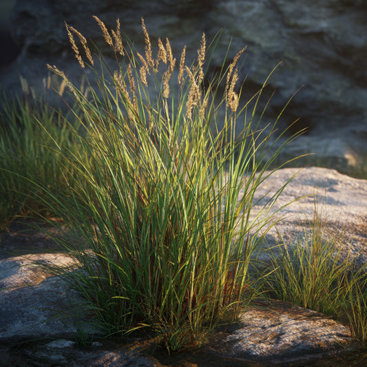 Vetiver Root CO₂ Wax | Vetiveria zizanioides | Earthy Woody - Ideal for solid perfumes, balms, and luxury skincare.