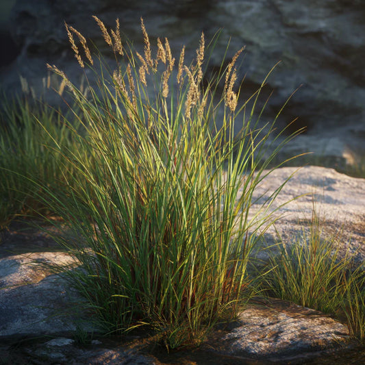 Vetiver Root CO₂ Wax (Vetiveria zizanioides)