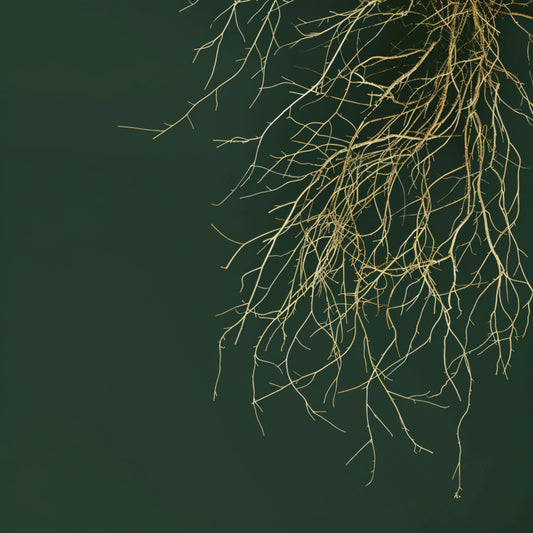 Artisan Vetiver Essential Oil (Vetiveria Zizanioides) – product image 2